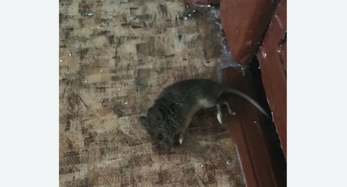 Дезинфекция от мышей в Северном районе Москвы