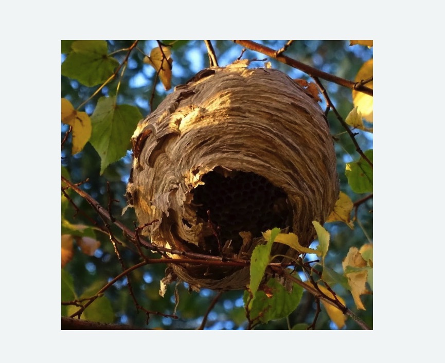 Обработка от шершней в Северном районе Москвы