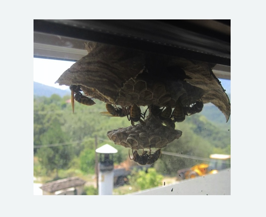 Уничтожение гнёзд шершней в Северном районе Москвы