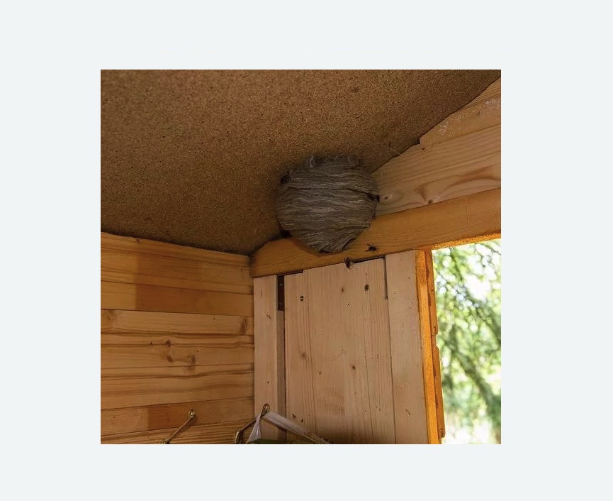 Обработка от ос в Северном районе Москвы Обработка от ос