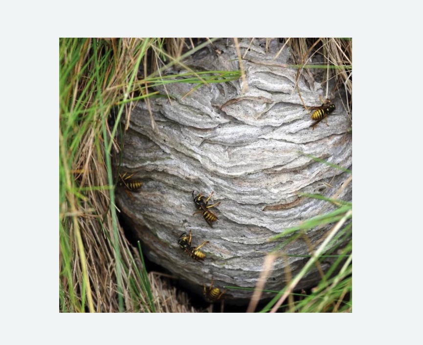 Уничтожение ос и ульев Уничтожение ос и ульев в Северном районе Москвы